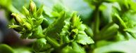Femicore ingredient